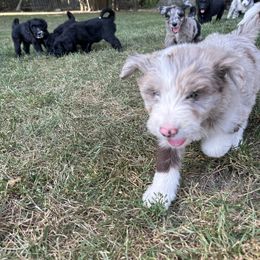 Aussiedoodle and Bernedoodle Puppies from Hickory Hideaway Doodles