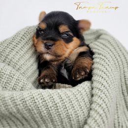 Maltese and Yorkshire Terrier Puppies from Tampa Teacup Puppies