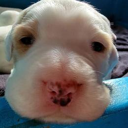 English Setter Puppies from English Setters of the Eyrie