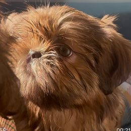 Shih Tzu Puppies from Majestic M Shihtzu’s