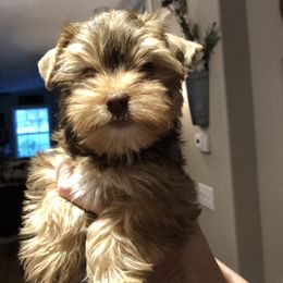 Yorkshire Terrier Puppies from Happy Days Acres and Yorkies