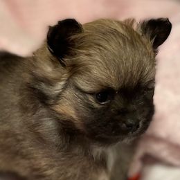 Pomeranian Puppies from Nikki’s lil Pomeranians