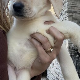 Labrador Retriever and Pembroke Welsh Corgi Puppies from Burress Family Farm and Kennels