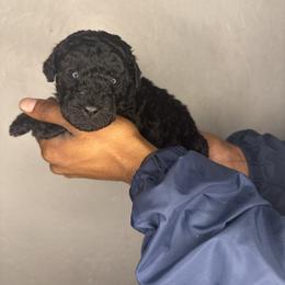 Sapphire - Black female Poodle puppy in Fort Lauderdale, Florida from SoFlo Standard Poodles