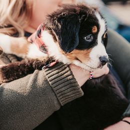 GIRL - PINK - Tri-color female Bernese Mountain Dog puppy in White Lake, Michigan from Berner Bud Farm