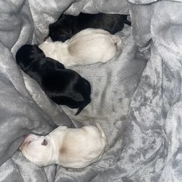 Golden Retriever and Scottish Terrier Puppies from Scottish Terriers and Goldens in Georgia