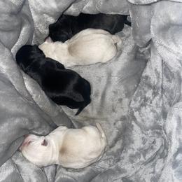 Golden Retriever and Scottish Terrier Puppies from Scottish Terriers and Goldens in Georgia