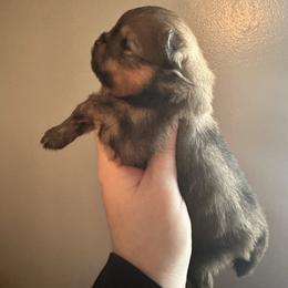 Tank - Orange sable male Pomeranian puppy in Waterloo, Indiana from Garcias Pomeranian