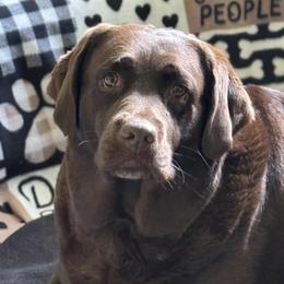 Sephie - Labrador Retriever