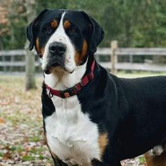 Greater Swiss Mountain Dogs from Greater Swiss of Whitetail Acres