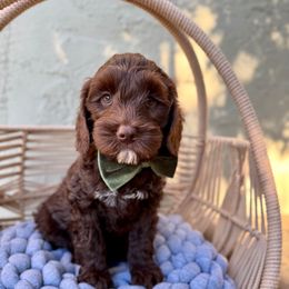 Roger - Chocolate male Australian Labradoodle puppy in Morgan Hill, California from Loving Labradoodle
