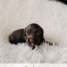 Turtle Dove - 12 Days of Christmas - Chocolate male Goldendoodle puppy in Syracuse, Indiana from The Doodle Cove