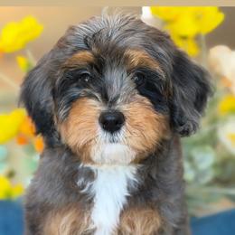 Ploto - Tri-color male Bernedoodle puppy in Yuciapa, California from AlltheDoodlez_