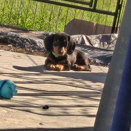 Black and Tan Boy 1 - Black and tan male Dachshund puppy in Fulton, Missouri from New Hope Dachshund Puppies