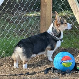 Pembroke Welsh Corgi All Grown Up from Central Valley kennel