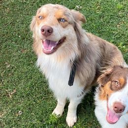 Australian Shepherds from JP’s Aussies