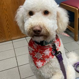 Leia Hooe - Goldendoodle