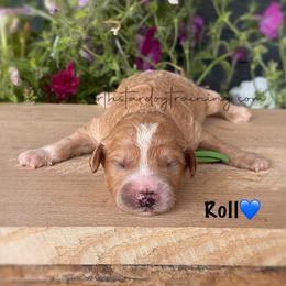 Roll - Apricot male Goldendoodle puppy in Lancaster, Minnesota from North Star Dog Training