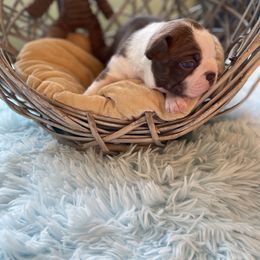 Boston Terrier Puppies from Angie's Little Bostons
