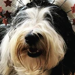 Tibetan Terriers from Windamere Tibetan Terriers