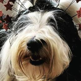 Tibetan Terriers from Windamere Tibetan Terriers