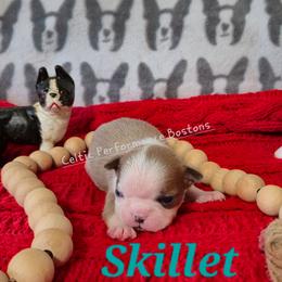 Boy 1 - Blue male Boston Terrier puppy in Griffin, Georgia from Celtic Kennel Bostons