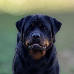 Raina - Rottweiler