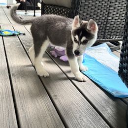 Augustin - Black and white male Siberian Husky puppy in Doswell, Virginia from Shinko Siberians