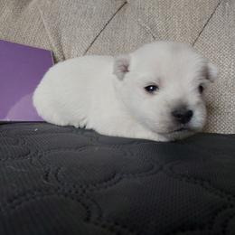 Paisley-Purple Girl - White female West Highland White Terrier puppy in Macy, Indiana from Country Grove Breeding LLC