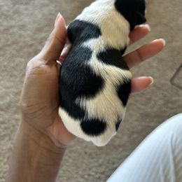 Shih Tzu Puppies from Sherrie’s Pups
