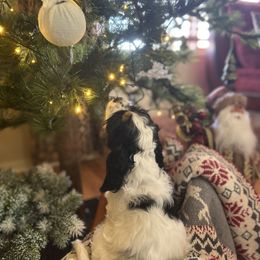 Jake - Black white and tan male Cocker Spaniel puppy in Pueblo, Colorado from Scott & Lada’s Pups