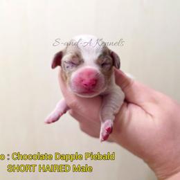 Solo - Dapple male Dachshund puppy in Quitman, Mississippi from S-and-A Kennels