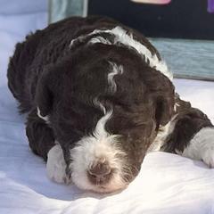 Bernedoodle and Spanish Water Dog Puppies from Shady Banks Kennel