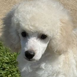 Poodle puppies from MD's Miniature Poodles