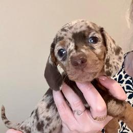 Indy - Dapple male Dachshund puppy in Surprise, Az Corona, Ca Hemet, Ca, Arizona from Over The Moon Dachshunds and Doodles