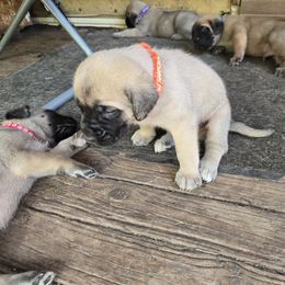 Orange - Fawn female Mastiff puppy in Uhrichsville, Ohio from Angela's Mastiffs