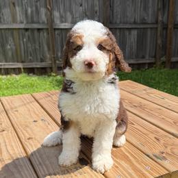 Everest (Green Collar) - Tri-color female Bernedoodle puppy in Palmetto Bay, Florida from SOMIDOODLES