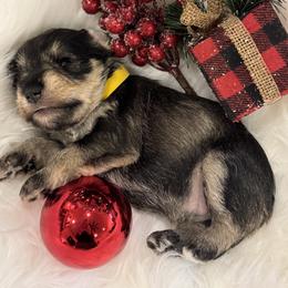 Noelle - Salt and pepper female Miniature Schnauzer puppy in Bullard, Texas from Black Gold Miniature Schnauzers