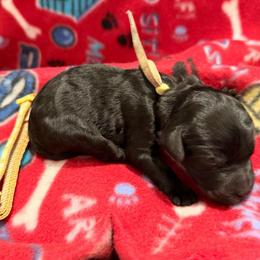 Owen- Tan collar - Black male Goldendoodle puppy in Van Buren, Missouri from Jami’s Goldendoodles & Poodles