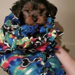 Yorkshire Terrier Puppies from Sweet Fur Babies