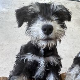 Miniature Schnauzers from Daley Homestead