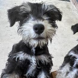 Miniature Schnauzers from Daley Homestead