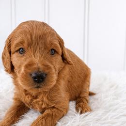 Mason - Red  male Goldendoodle puppy in Amery, Wisconsin from Cornerstone Retrievers