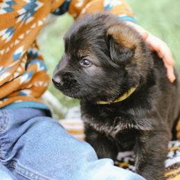 Phoebe (Yellow collar) - Sable female German Shepherd puppy in Mason, Michigan from Sweet Breeze Acres