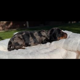 Black and tan dapple - Dapple male Dachshund puppy in Wilton, California from Ranch Raised Doxies