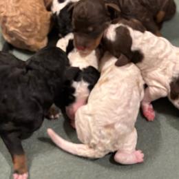 Red Female - Red  female Poodle puppy in Belgreen, Alabama from Scott’s Farm Poodles and Doodles