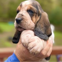 Ranger - Black brown and white male Basset Hound puppy in Poplar Bluff, Missouri from Ozarks Bassets