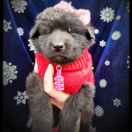 Holly - Black female German Shepherd puppy in Fort Jennings, Ohio from Von Holtzapple German shepherds