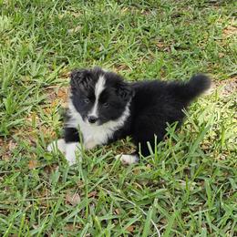Girl 1 - Black and white female Border Collie puppy in Wildwood, Florida from Isle Breez Border Collies