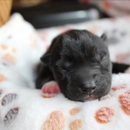 Pink - Black tan and white female Siberian Husky puppy in Le Sueur, Minnesota from Tevana Siberians LLC